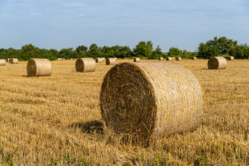 Fototapeta premium Round bales of straw in endless field after harvesting wheat. Blurred background. Selective focus. Close-up. Straw bales lie in disarray under the sun in field. Nature concept for design.