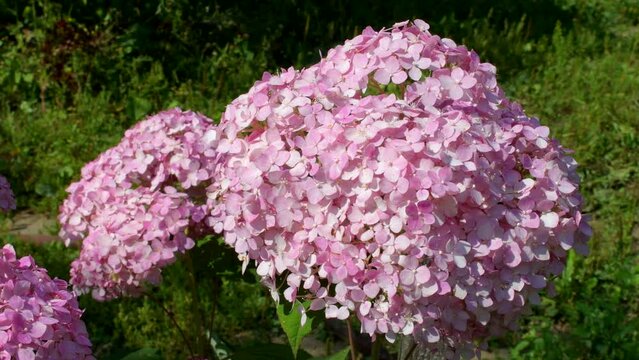 4K. A lot of small pink flowers in large inflorescences of a tree-like hydrangea of the Pink Anabel variety on a bright summer day in the wind. Landscape design, soft focus