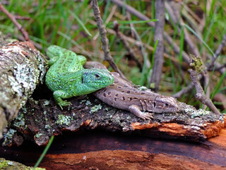 Lizards in the wild. Two reptiles side by side