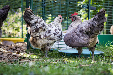 Hühner Silverudds Blå