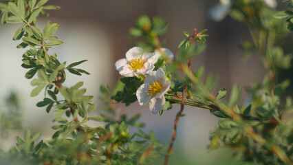 flowers in the garden