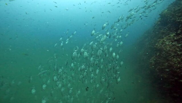 Under Water Film from Sail Rock island in Thailand - Large school of One Spotted Snapper fish diving down alongside rocky coral reef and down into the green Thermocline