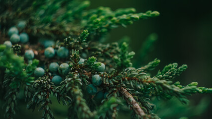 christmas tree branches