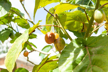 Tree tomato tamarillo exotic fruit - Solanum betaceum