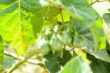 Tree tomato tamarillo exotic fruit - Solanum betaceum