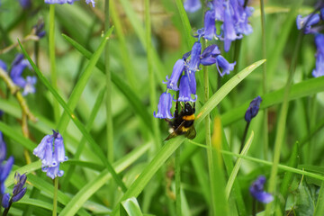 Bluebell and bumblebee