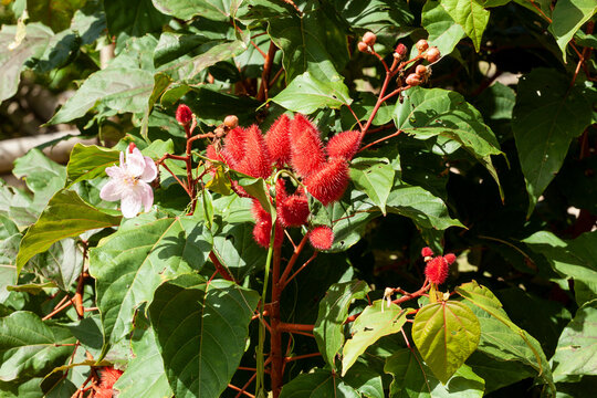 Bixa Orellana - Annatto Bush Loaded And Ready For Harvest