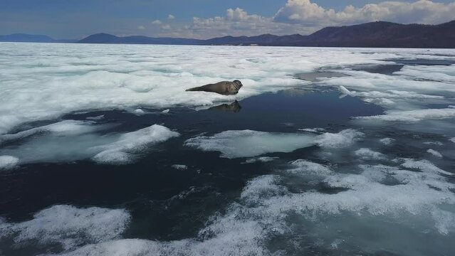 Flight approach to cute muzzle of beautiful seal that lies on ice of sunny Lake Baikal in spring. Melting ice floes thaw season. Sea calf is reflected in water. Mountains on background. Siberia movie