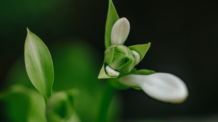 lily of the valley