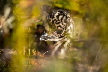 baby emu chicks in a national park in australia