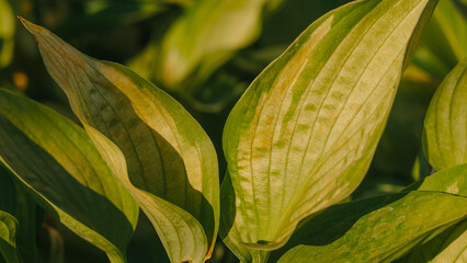 green leaves background