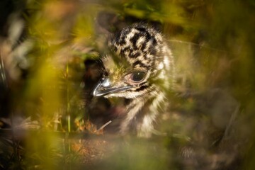 baby emu chicks in a national park in australia