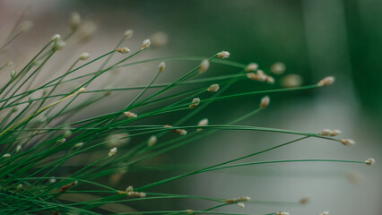 drops of dew on a grass