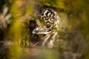 baby emu chicks in a national park in australia