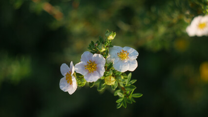 white and yellow flowers