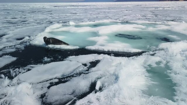 Drone sideways flight near lone fur seal lies that basking in sun on snow-covered ice floe of Lake Baikal, sharp beautiful ice floes, hummocks. Animal wildlife. Spring melting thaw. Mountains horizon