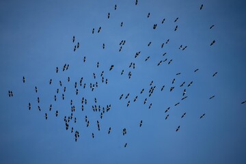 flock of birds flying in the sky
