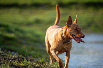 kelpie on a farm in outback australia. Working cattle dog in a field in queensland america 