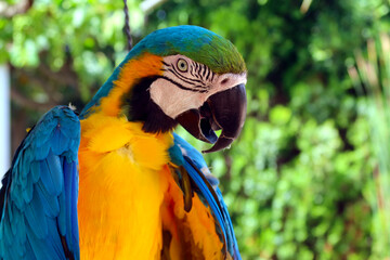 Blue-and-yellow macaw or blue-and-gold macaw (Ara ararauna) 