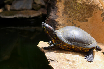 Obraz premium Turtle on the edge of a cliff. A turtle sitting on a rock