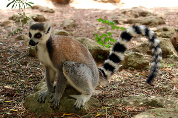 Naklejka na ściany i meble The ring-tailed lemur (Lemur catta) - large strepsirrhine primate, the most recognized lemur due to its long, black and white ringed tail. Lemur sitting on the stone