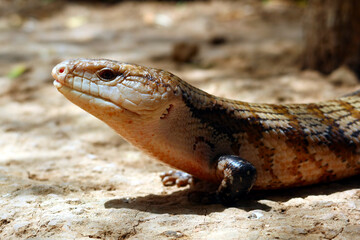 Close-up on the lizard. Portrait of a lizard in profile