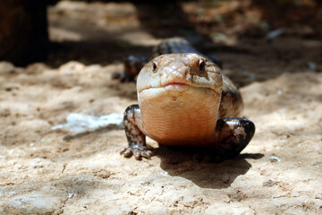 Close-up on the lizard. Portrait of a lizard in front