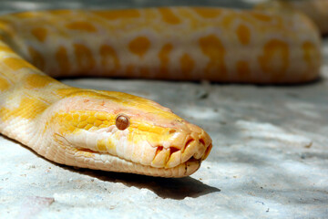 Burmese python (Python bivittatus). An albino Burmese python - white with patterns in butterscotch yellow and burnt orange - obrazy, fototapety, plakaty