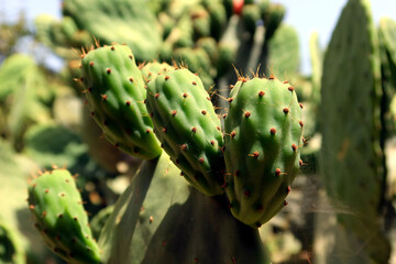 Opuntia, commonly called prickly pear or pear cactus. Wild opuntia closeup