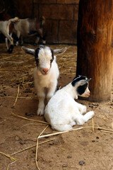 Naklejka na ściany i meble The goat or domestic goat (Capra hircus). Domestic goats babies. Cute goat kids on the ground