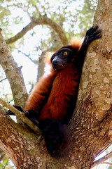 Obraz premium The red ruffed lemur (Varecia rubra) - one of two species in the genus Varecia, the ruffed lemurs. Ruffed lemur resting on the tree.