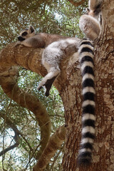 The ring-tailed lemur (Lemur catta) - large strepsirrhine primate, the most recognized lemur due to its long, black and white ringed tail. Lemur resting on the tree