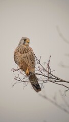 kestrel sitting on a tree