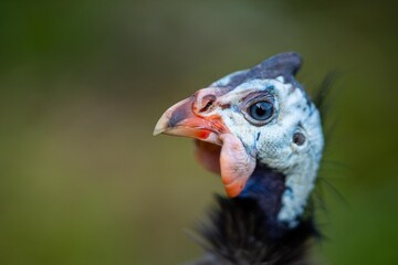 Guineafowl bird wild in africa close up