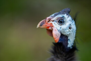 Guineafowl bird wild in africa close up
