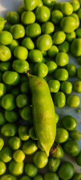 Fresh Peas and pea pod in winter season. Organic pea with peapod. Natural and fresh. Ripped and juicy. Seasonal