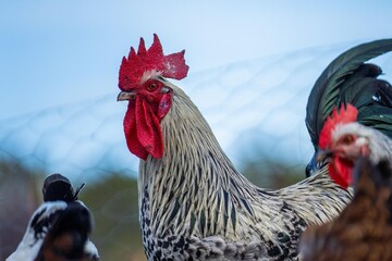 Chickens, hens and chook, in a country hen house, on a farm and ranch in Australia.
