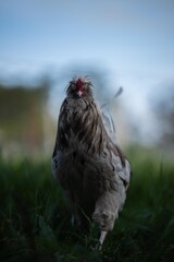 Chickens, hens and chook, in a country hen house, on a farm and ranch in Australia.
