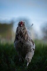 Chickens, hens and chook, in a country hen house, on a farm and ranch in Australia.
