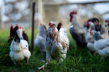 Chickens, hens and chook, in a country hen house, on a farm and ranch in Australia.

