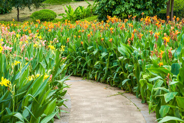 Beautiful view of canna flowers growing by the lake in the park - obrazy, fototapety, plakaty