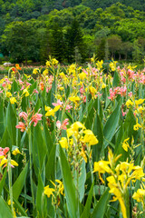 Fototapeta premium Beautiful view of canna flowers growing by the lake in the park