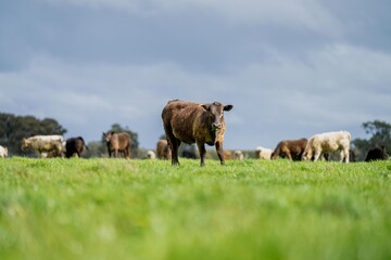 cows and calves eating and grazing grass and long lush pasture in a oat meadow, including angus and...