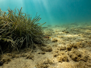 Seagrass at a sandy beach. Sun rays penetrate turquoise water in the background