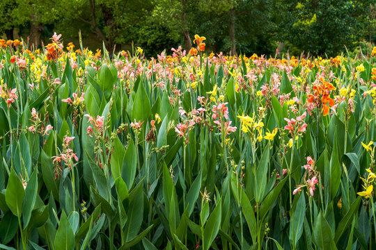 Beautiful view of canna flowers growing by the lake in the park