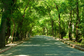 The empty road in the Cakirlar Grove (in Samsun) leads away from the deciduous tree forests. Dirt forest trekking hiking trail, path, route. Sun rays in summer,summer season. Picturesque wild endles