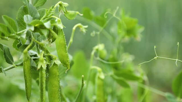 The green peas in the vegetable garden, agricultural field with ripe peas, organic food