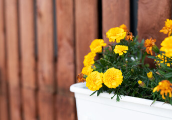 Beutifull yellow gillyflower in a pot hanging on the wooden wall.