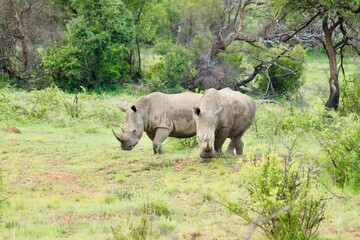 Two northern white rhinoceros walking on the grass surrounded by trees