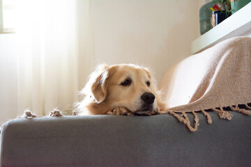 Cachorro da raça Golden Retriever deitado sozinho nem um sofá com manta olhando para o lado à espera de alguém.